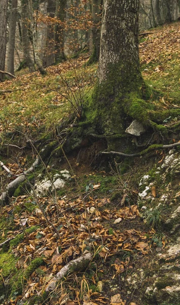 Floresta atmosférica paisagem árvore raízes cobertas por musgo e queda folhagem temperada outono tempo — Fotografia de Stock