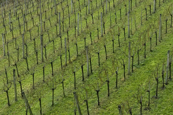 Frühling Zeit Baum Sämlinge umweltfreundlich landschaftlich Hintergrund von oben Ansicht Bild — Stockfoto