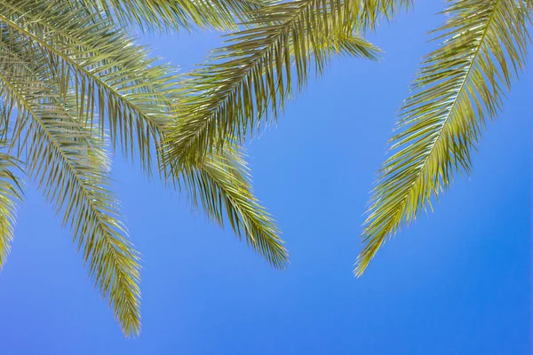 Trópico sur de verano patrón de fondo de pantalla natural de hojas de palma sobre fondo de cielo azul, espacio de copia vacío para su texto aquí — Foto de Stock