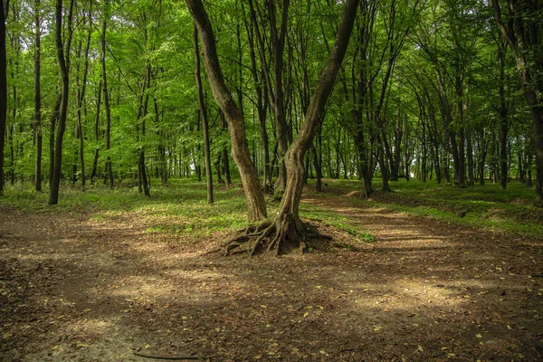 Peaceful spring time forest landscape vivid green foliage and brown ground natural ecology background wallpaper scenic environment without people — 스톡 사진