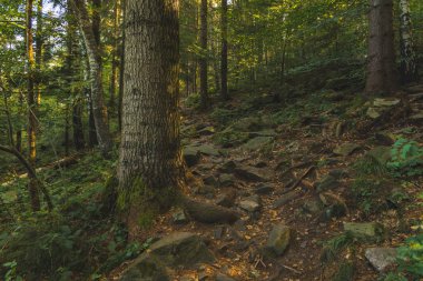 Pine Dağı 'nda sabah aydınlatması manzara resim gibi sonbahar zamanı canlı kahverengi ve yeşil renkler