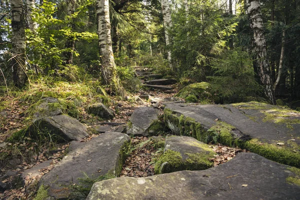 Foresta paesaggio scalinata passaggio tra betulle e pini tempo primaverile altopiano roccioso pittoresco ambiente scenico — Foto Stock