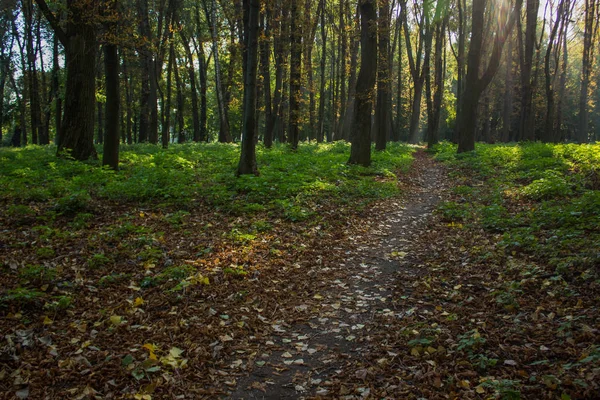 Temporada de otoño clima fresco en el paisaje del parque forestal al aire libre paisaje natural y pequeño sendero estrecho vacío, espacio para caminar — Foto de Stock
