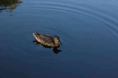 Şirin ördek portresi göl yüzeyinde yüzüyor mavi su doğal ortamında kopya ya da metin için boş alan var