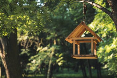 Odaklanmamış yeşil park arka planında bir ağaç dalına asılı tohumlar için kuş yemi ahşap nesne, hayvan bakımı konsepti resmi