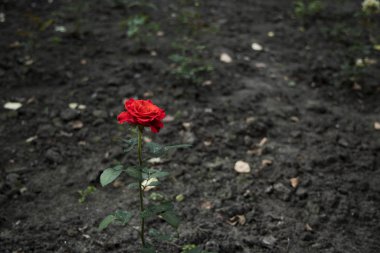 Kuru ve ıssız topraklardan büyüyen tek bir kırmızı gül çiçeği, yalnızlık kavramının odaklanmamış arka planı, kopya veya metin için boş alan ile birlikte.