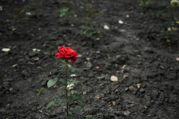 Enstaka röd ros blomma växer upp från torr mörk ödemark försummad mark, ofokuserad bakgrund ensamhet koncept bild med tomt utrymme för kopia eller text — Stockfoto