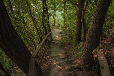 Orman çevresi merdiven merdiveni. Sabahın köründe yeşil yapraklar arasında dar geçit. Huzurlu zaman alacakaranlık ışığı.