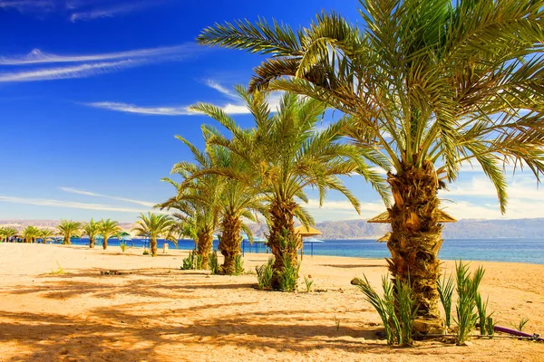 Yaz zamanı lüks Palm Beach tropik manzara manzarası Ortadoğu Ürdün sahil şeridi üzerinde güzel bir tatil yeri Kızıl deniz suları, palmiye ağaçları ve kum zeminleri, mavi gökyüzü arka planı