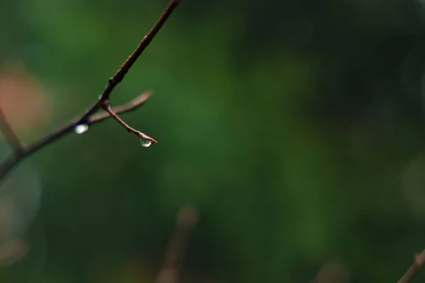 柔らかなフォーカス朝春の雨が裸の木の枝に落ちる自然環境気分の良いカラフルな雰囲気と緑のぼやけた背景スペースコピーやテキストのためのスペース — ストック写真