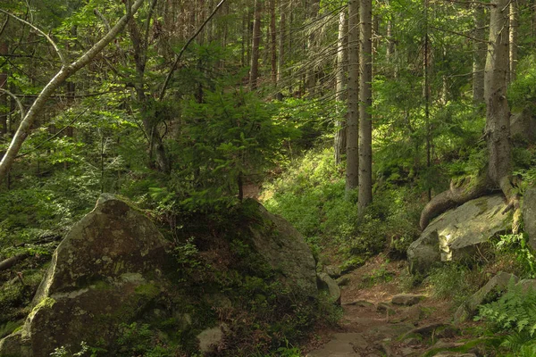 喀尔巴阡山脉国家公园环境中的森林高地松树五彩斑斓的风景童话春天日出季节气候 — 图库照片