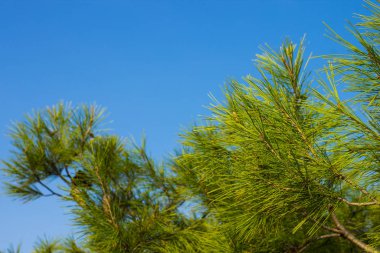 yumuşak odaklı tropik sedir ağacı iğnesi boş mavi gökyüzü arka planında yeşil dallar