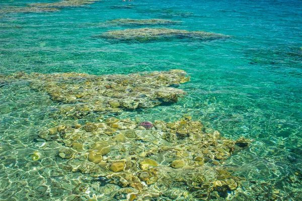 Vista dall'alto fondo corallo del mare rosso natura pulita paesaggio tropicale vista sullo sfondo attraverso lo spazio trasparente copia dell'acqua per il tuo testo qui — Foto Stock