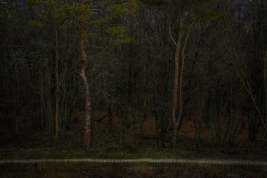 Alacakaranlık ormanı dehşeti atmosferik manzara hayalet stili koyu kahverengi ve yeşil renkler Cadılar Bayramı manzarası sonbahar mevsimi