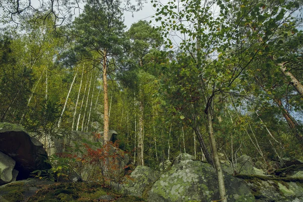 Árboles altos bosque rocoso montaña paisaje colorido verano tiempo claro clima pintoresco ambiente —  Fotos de Stock