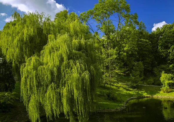 Солнечный красочный парк живописный пейзаж вид весеннее время погода яркие зеленые деревья листва над озером спокойная водная поверхность на голубом фоне неба — стоковое фото