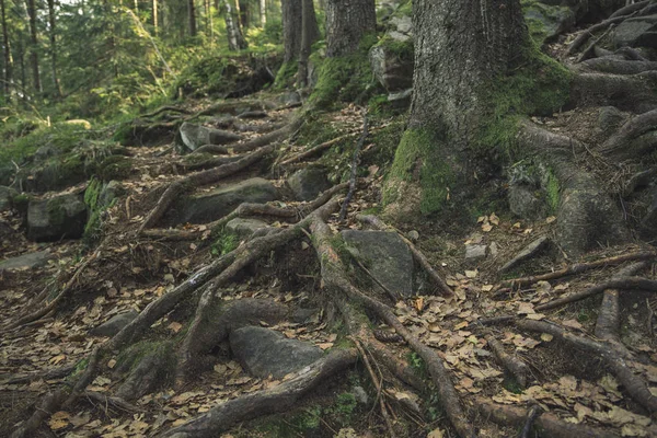 Głęboki Las Krajobraz Malowniczy Widok Długi Korzeń Dużego Drzewa Ziemi — Zdjęcie stockowe
