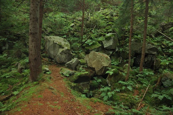 Atmosferisch Bos Landschap Milieu Kleurrijk Groen Gebladerte Bruin Gemalen Herfst — Stockfoto