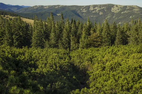 Bosque de pinos montaña montaña ambiente primavera paisaje paisaje vista —  Fotos de Stock