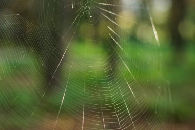 Odaklanamayan yeşil orman arka planında bokeh etkisine sahip parlak, parlak, yumuşak, boş örümcek ağı