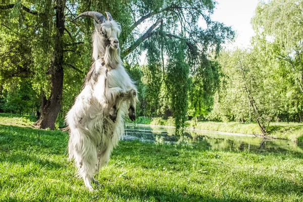 Divertido retrato de cabra animal fotografía cría pose en las patas traseras en el parque naturaleza ambiente al aire libre —  Fotos de Stock