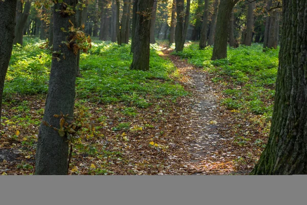 Parc saisonnier d'automne extérieur avec petit sentier solitaire entre les arbres et les feuilles jaunes et brunes tombantes — Photo