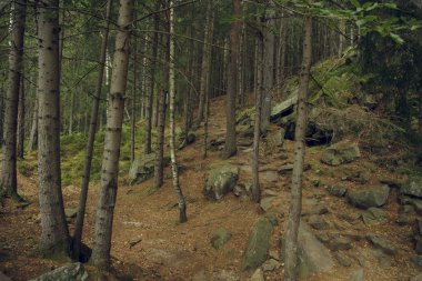 Orman ağaçları doğa arka plan karamsar hava yumuşak renkler açık hava ortamı