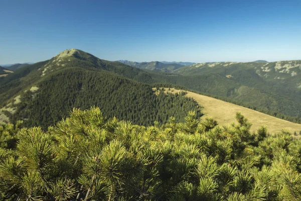 Vista Superior Bosque Montaña Paisaje Parque Nacional Paisaje Ambiente Aguja —  Fotos de Stock