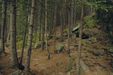 Orman ağaçları doğa arka plan karamsar hava yumuşak renkler açık hava ortamı
