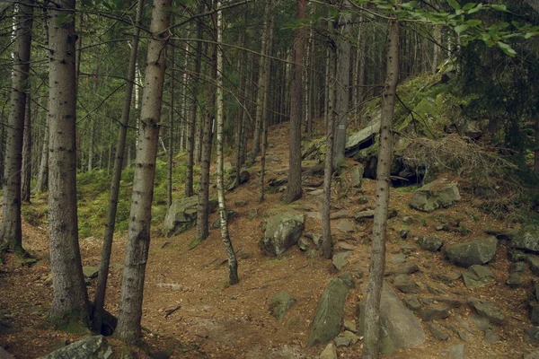 Alberi della foresta natura paesaggio sfondo lunatico clima colori tenui ambiente esterno — Foto Stock