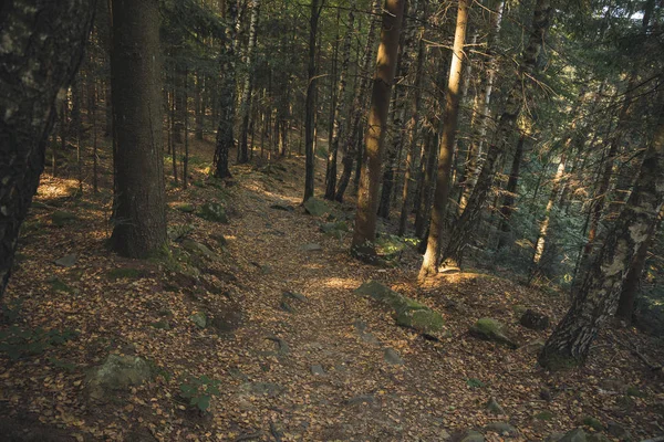 Ráno jaro čas Highland borovice les scénický krajina příroda prostředí slunce východ osvětlení na stromech kůra — Stock fotografie