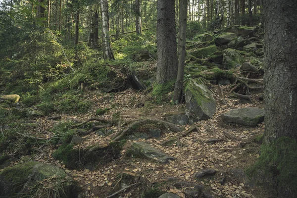 Moody forest rocky highland trees nature environment space in north European region — Stock Photo, Image