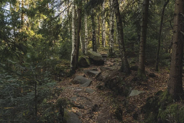 Floresta montanhosa rochosa paisagem iluminação temperada folhagem e pequena passagem trilha — Fotografia de Stock