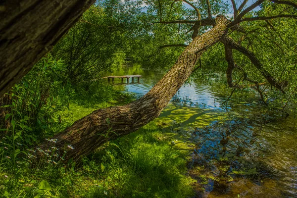 Летнее время ярко-зеленый красочный природный ландшафт деревянная река пирс в лесной живописной окружающей среде — стоковое фото