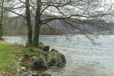 cold season nature lake waterfront scenic view rocky grass ground coast line and bare branches tree near lake water surface