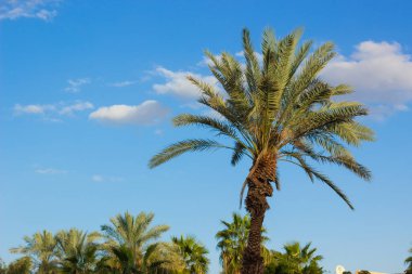 tropic picturesque colorful scenic view of palm tree island landscape on bright blue sky background summer time season weather