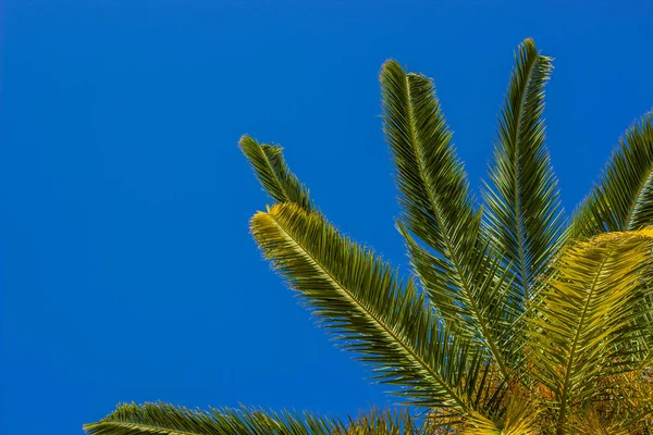 Paisaje natural tropical paisaje de ramas de palmeras en el cielo azul nubes blancas fondo fotografía escorzo desde abajo — Foto de Stock