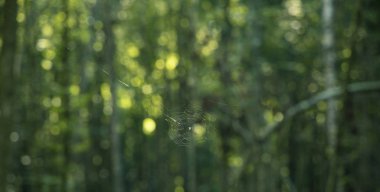 spider web white insect threads on forest green nature bokeh blurred background space