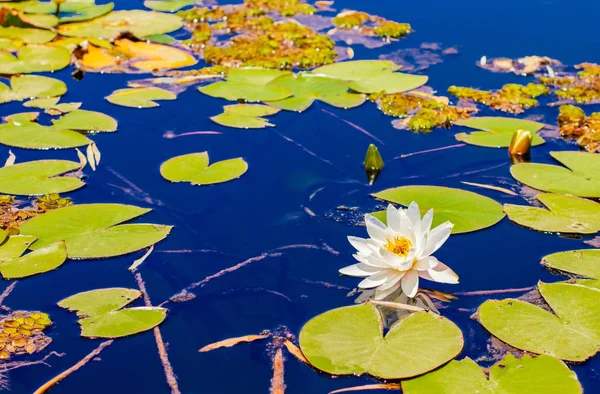 睡蓮の花湖貯水池の水の表面緑の葉春の時間の花の季節晴れた日カラフルな天気自然風景写真 — ストック写真