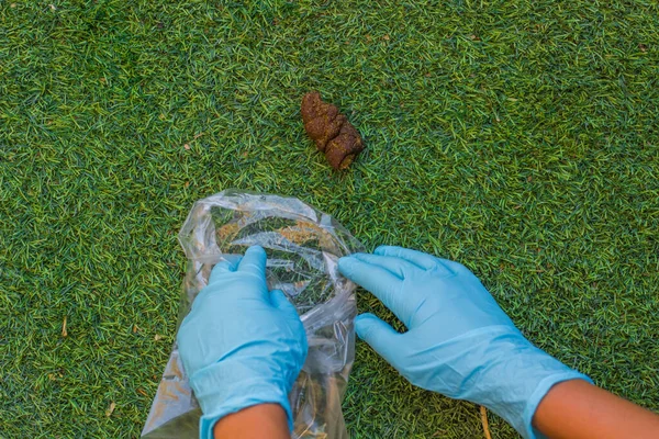 Eldiven arka planında insan eliyle çimlerden hayvan boku temizlemek.