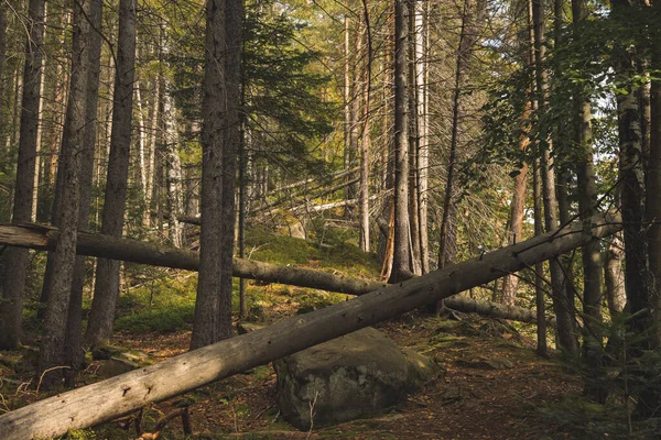 Dzikie wycinanie drzew sosnowe malowniczy krajobraz przyroda widok środowisko Karpat górskich — Zdjęcie stockowe