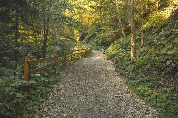 Lente tijd zonnig bos landschap natuur omgeving grind weg houten hek route voor wandelen in de zon opgang ochtend tijd — Stockfoto