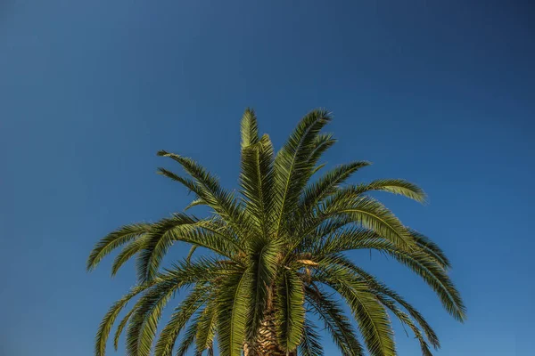 Concepto de patrón de descanso sur de vacaciones para pancarta o valla publicitaria de palmera sobre fondo de cielo azul vívido vacío, espacio de copia —  Fotos de Stock
