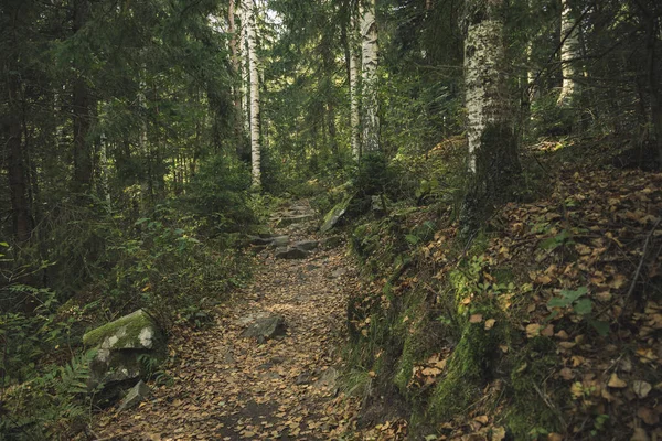 Birch les náladový dřevo země krajina scénický prostředí pohled a zem skalnatý průchod — Stock fotografie