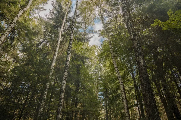 Birken hohe Bäume Hochland Wald Frühling Zeit Landschaft malerische Aussicht — Stockfoto