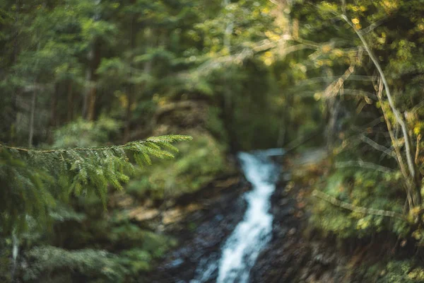 Concetto artistico soft focus ramo ago sulla foresta sfocata sfocata natura ambiente sfondo verde e giallo fogliame primavera tempo soleggiato tempo colori e fiume flusso cascata silhouette — Foto Stock