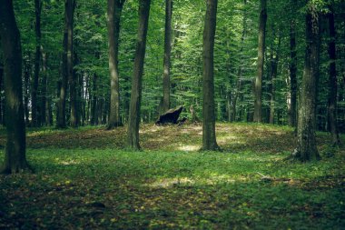 common forest nature background green foliage plant ground cover and stump between high trees