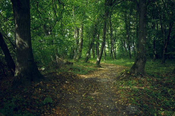 Krajobraz leśny krajobraz przyroda środowisko wrzesień jesień sezon czas grunt szlak między drzewami i zielonymi liśćmi — Zdjęcie stockowe