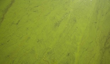 blossom chemical pollution river soft focus textured background water green surface