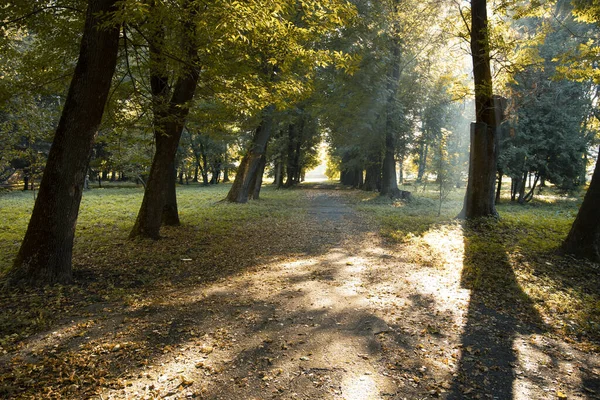 Dramático outono parque ao ar livre cidade quadrado natureza ambiente asfalto estrada e sol subir raios luz árvores completas folhagem manhã hora — Fotografia de Stock